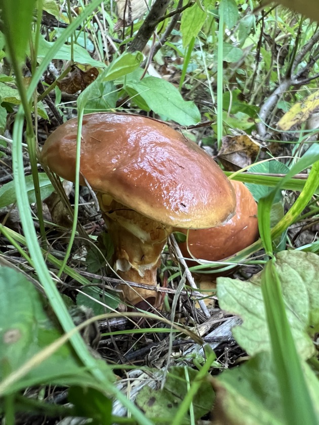ハナイグチ?