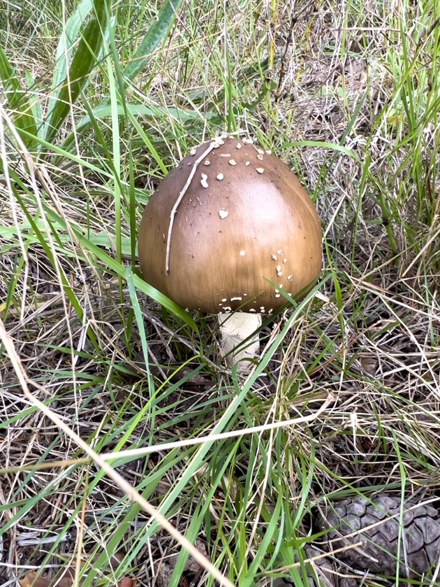 テングダケ?